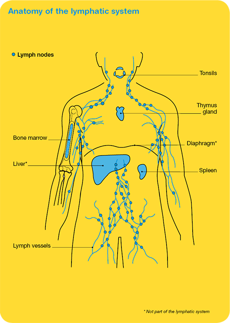 Anatomie des lymphatischen Systems