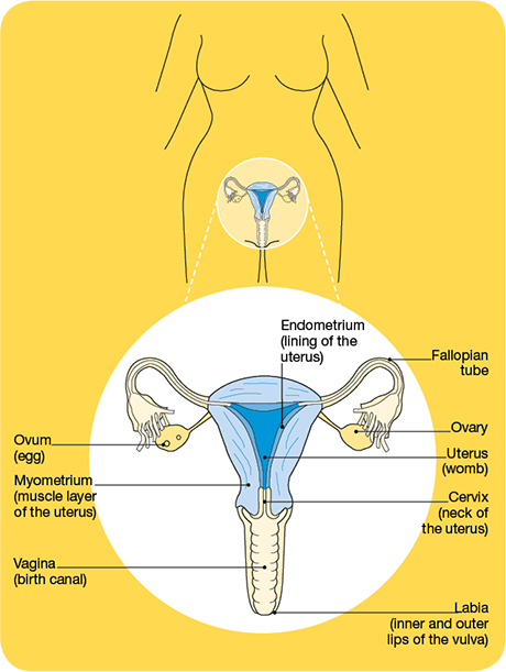 What Is Uterus In Female Reproductive System