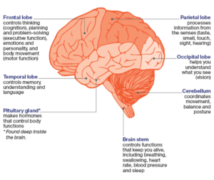 About Brain Tumours | Spinal Cord Tumours | Cancer Council NSW