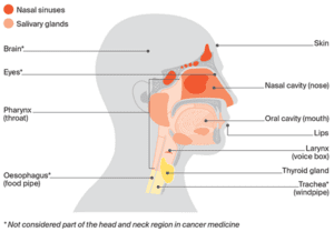 About Head And Neck Cancer 