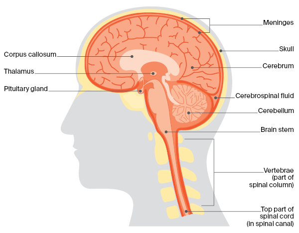 Diagram of the anatomy of the central nervous system.
