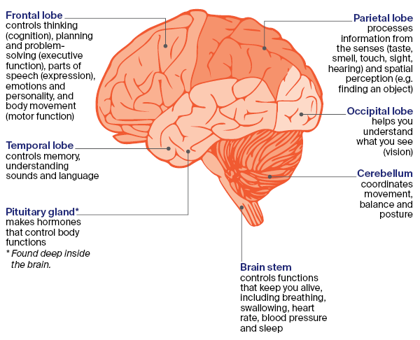 Diagram: parts of the brain, side view