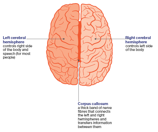 Diagram: top view of the brain