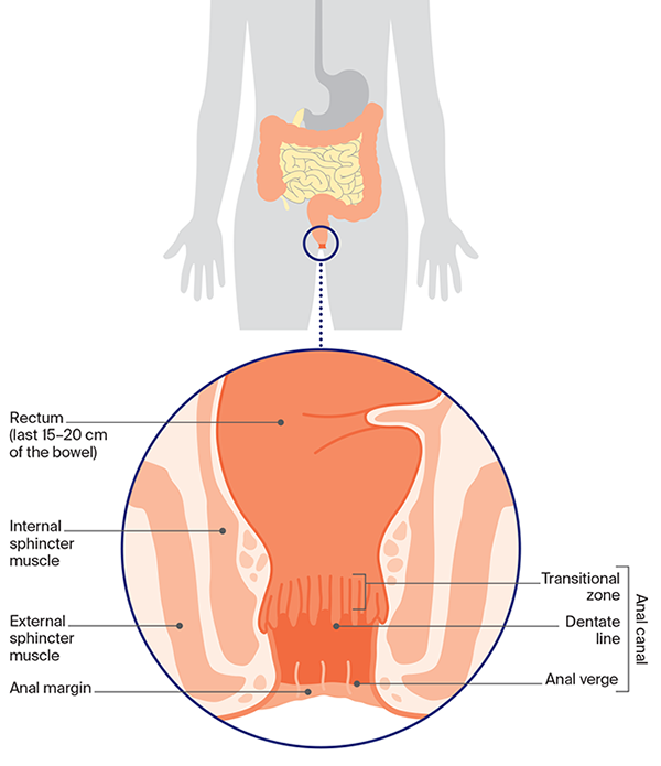 Diagram: Structure of the anus