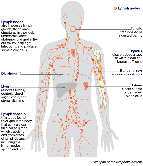 The lymphatic system is part of the immune system, which protects the body against infection.