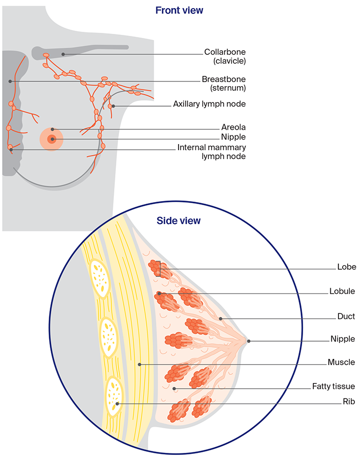 Front and side view of the anatomy of the breast 