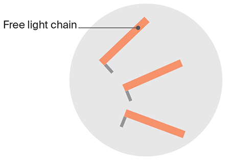 Diagram of free light chain