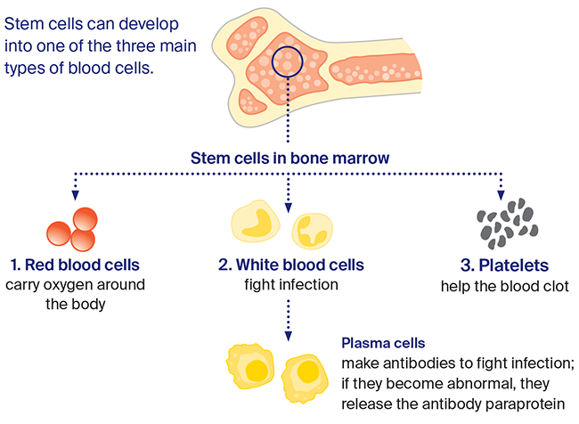 Diagram showing stem cells and 3 main types of blood cells