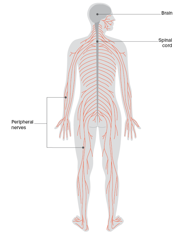 Diagram of the nervous system: The nervous system controls everything your body does. It has 2 main parts