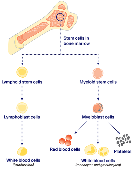 Image showing blood stem call families