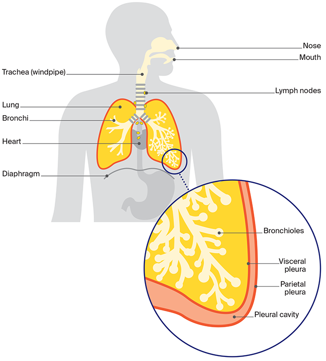 Infographic showing respiratory system